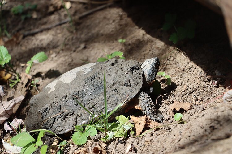 Chippewa Watershed Conservancy Executive Director Mike LeValley said that wood turtles, one of Michigan's species of "Special Concern" have been spotted on the preserve. 