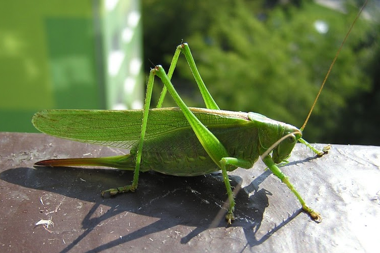 St. Urho is fabled to have chased the grasshoppers out of Finland. 