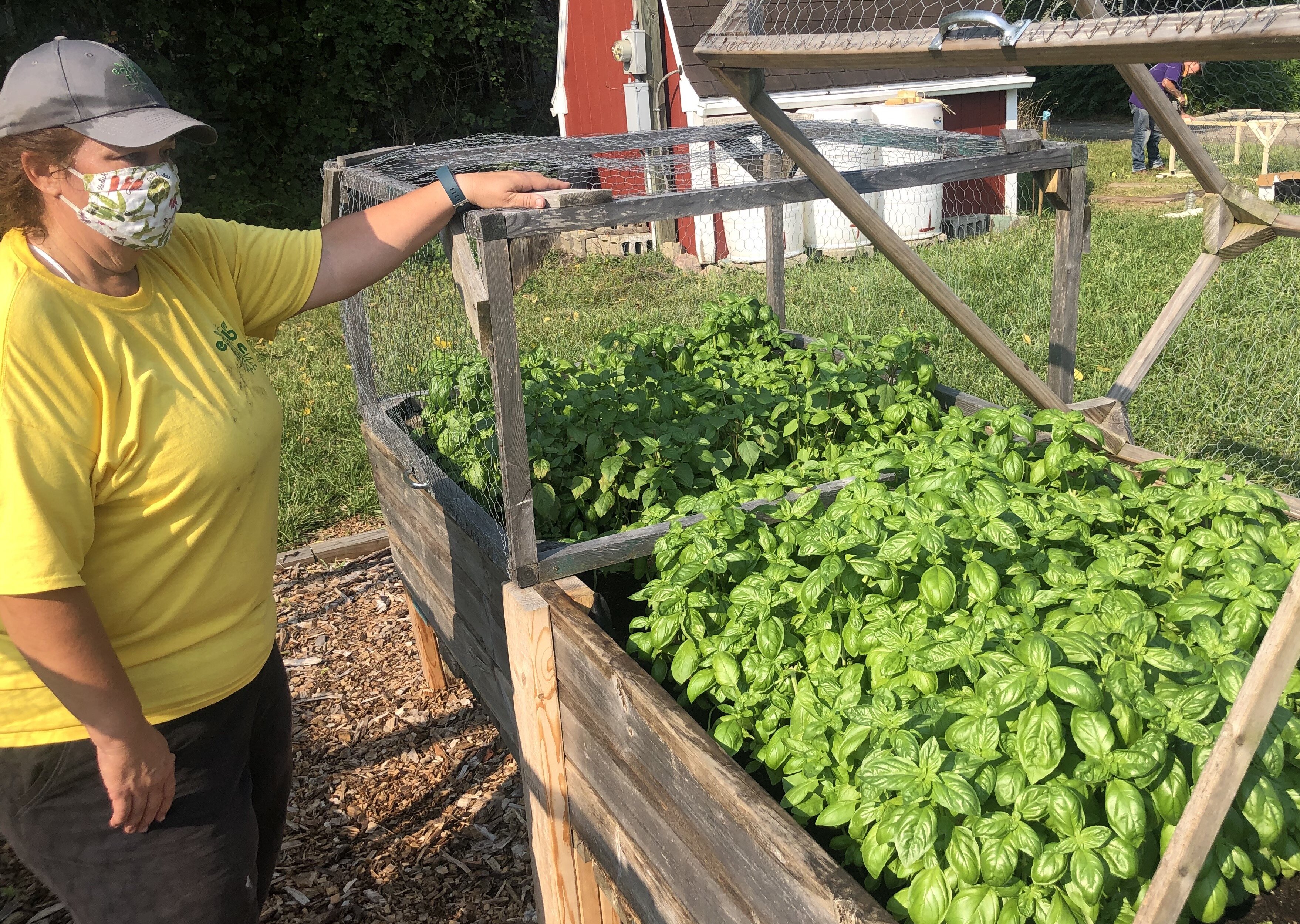 Ginny Farah shows off some of the crops in raised beds at Edible Flint's Educational Farm.