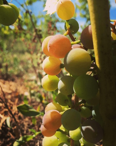 Grapes on the vine at Petoskey Farms Vineyard & Winery