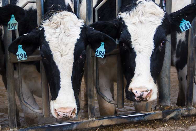 Cows on the Ferry Farm. Photo by Susan Andress