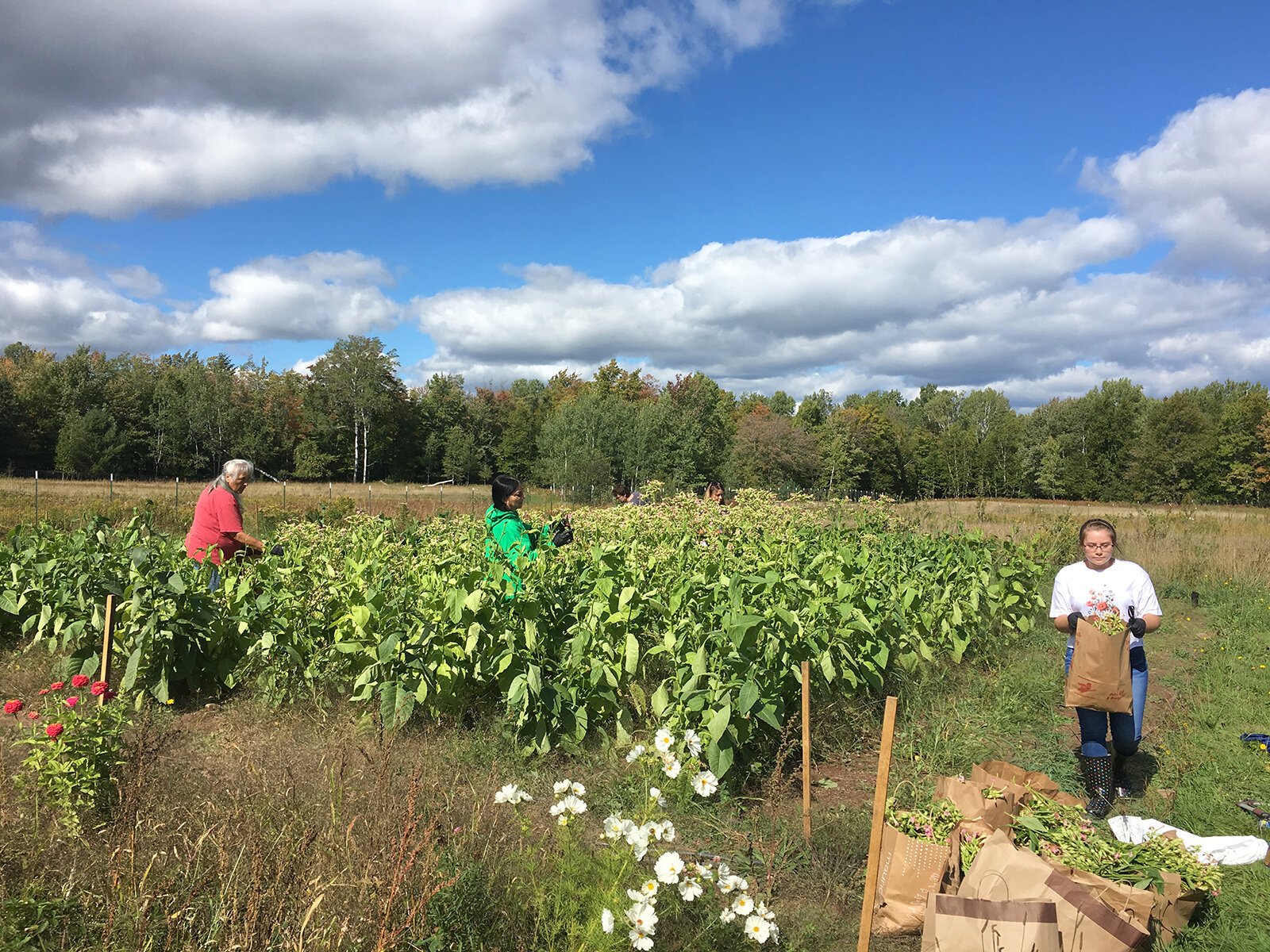 A DIGs workshop on asemma, or tobacco.