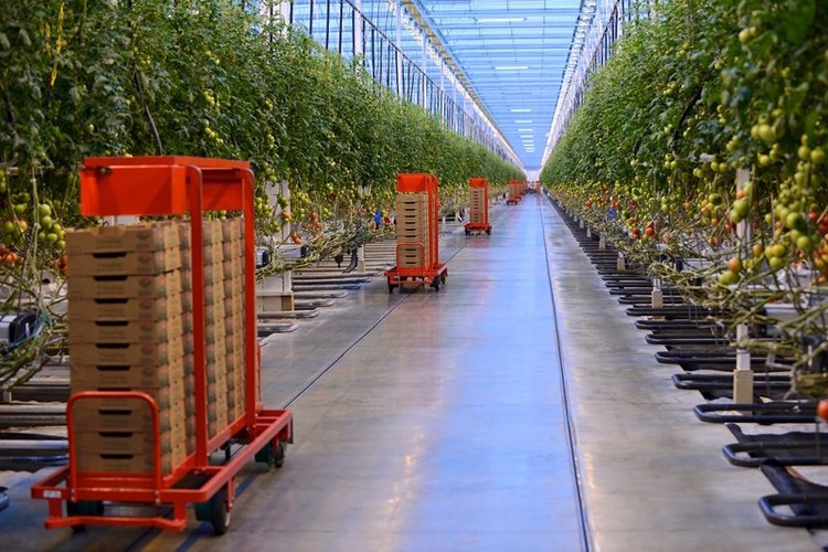 Robotic carts bring stacks of empty boxes into the Coldwater, Mich. greenhouse. Mastronardi Produce 