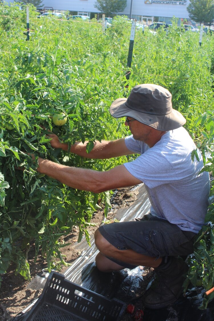 Andy Rozendaal harvests tomatoes in preparation for CSA pick up. harvests tomatoes in preparation for CSA pick up.