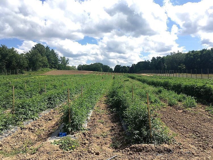 Food Basket is looking for land similar to what it has for its farm in Kent County, shown here.