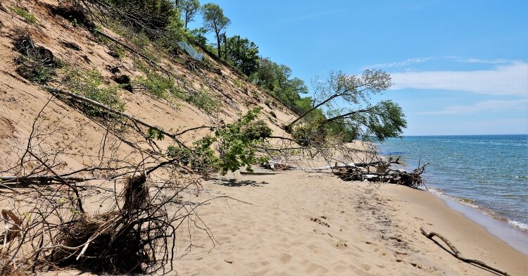 Dune-side trees topple in the wake of lakeshore destruction at Kirk Park.