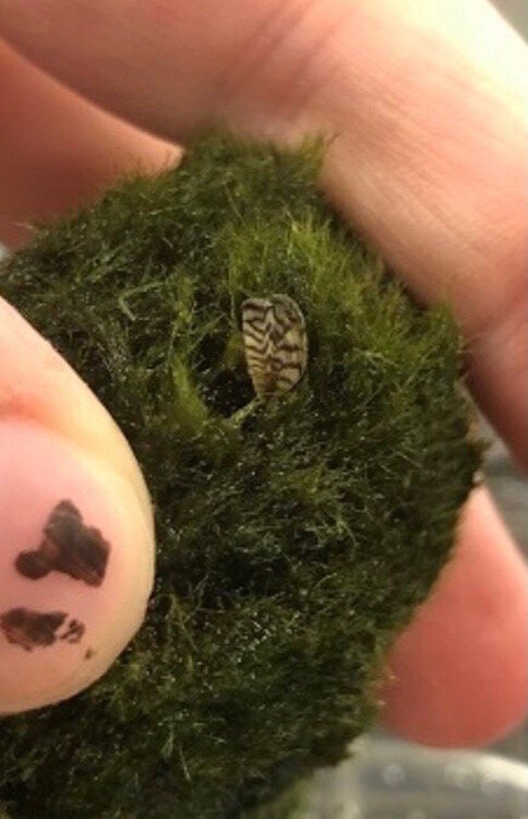Moss: An invasive zebra mussel in a moss ball.