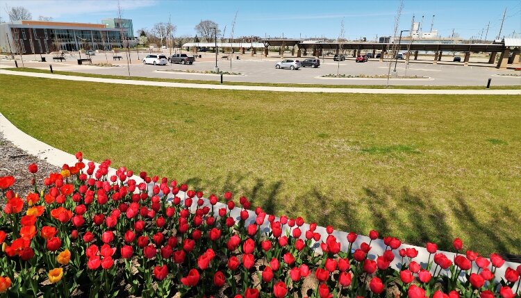 A gorgeous bed of tulips overlooks empty Civic Center Place parking lots that would normally be filled with festival games and carnivals for kids and adults.