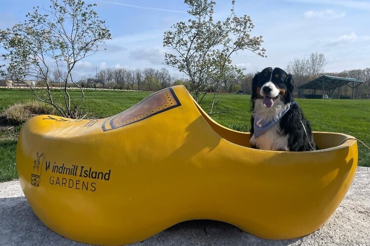 Windmill Island Gardens is marking National Dog Day with its first-ever “Bark in the Park” event on Saturday, Aug. 26. (Holland Area CVB)