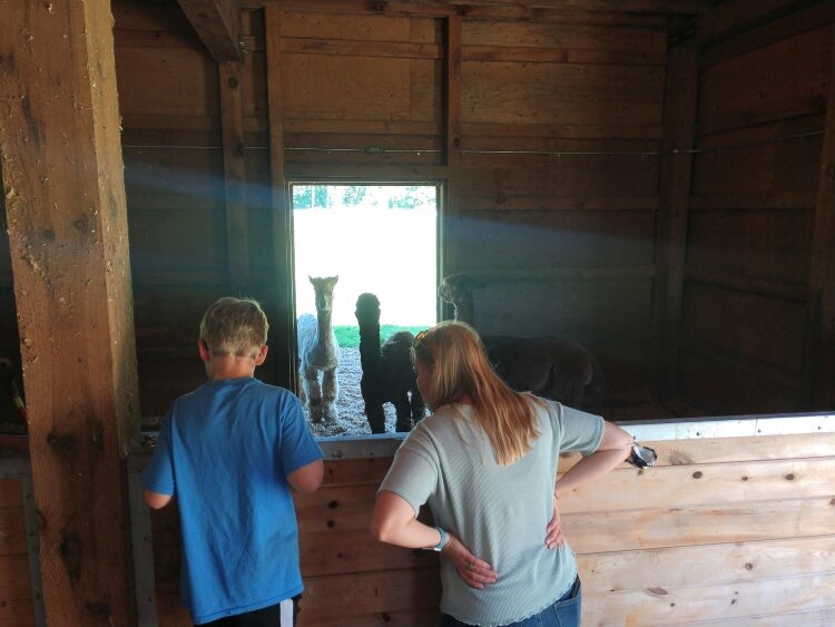 Community members are welcome at the Benjamin's Hope campus, including the barn where animals such as alpacas, goats, and rabbits live. 