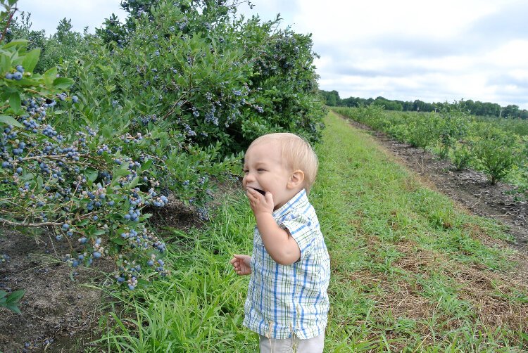 Bowerman Blueberries is expanding its original farmers market and bringing a restaurant to downtown Holland later this year.