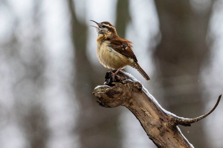 Carolina Wren