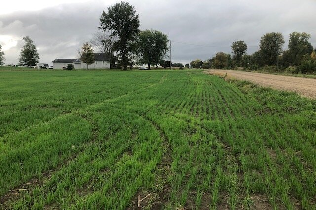 A local farm field planted with a cover crop. Cover crops help control erosion, improve soil fertility, and can improve farmland productivity. 