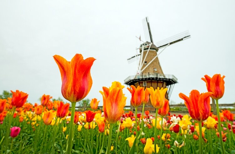 A tulip's view of the DeZwaan Windmill on Holland's Windmill Island. (Todd Reed)