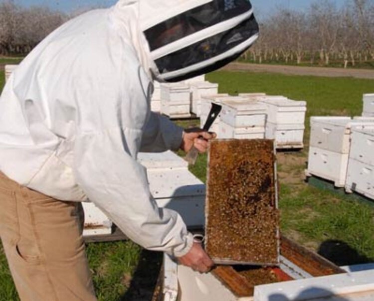 “One-third of everything we eat depends on pollination,” says Don Lam, of the Holland Area Beekeepers Association (HABA). “Imagine losing one bite out of every three.”
