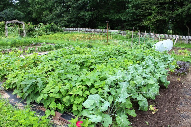 Joan Donaldson has gardened and canned for fifty years. Their large garden fed their family and now extends to their grandchildren whom she hopes will continue the tradition someday.