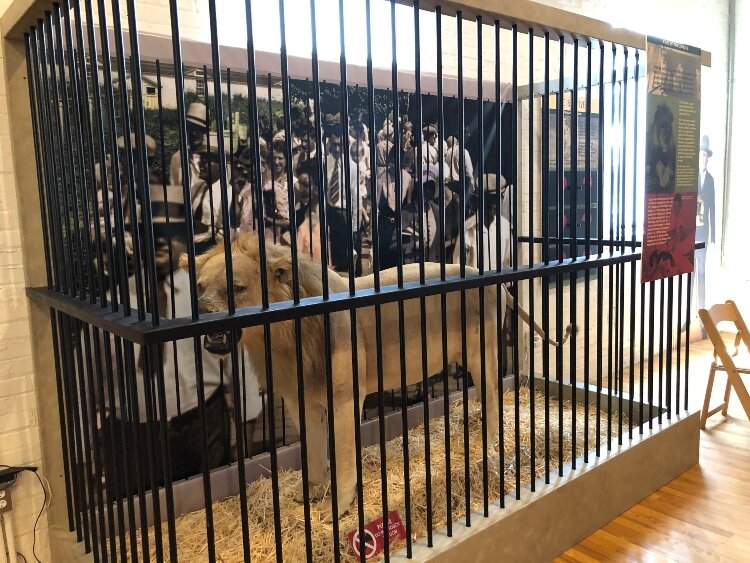  A taxidermied lion from the Getz Zoo collection is part of the Pump House Museum collection. (Kym Reinstadler)