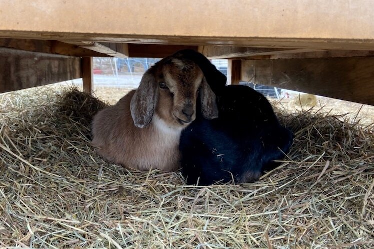 Six baby goats joined the Ottawa County parks staff this spring