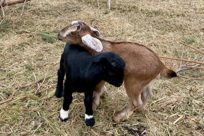 Goats have returned to Ottawa County Parks this spring, taking on the “job” of chowing down on invasive species.