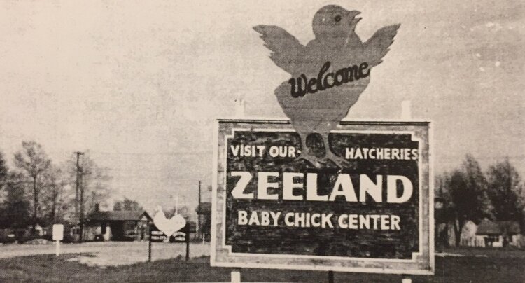 Zeeland is known for its chicken and turkey farms. 