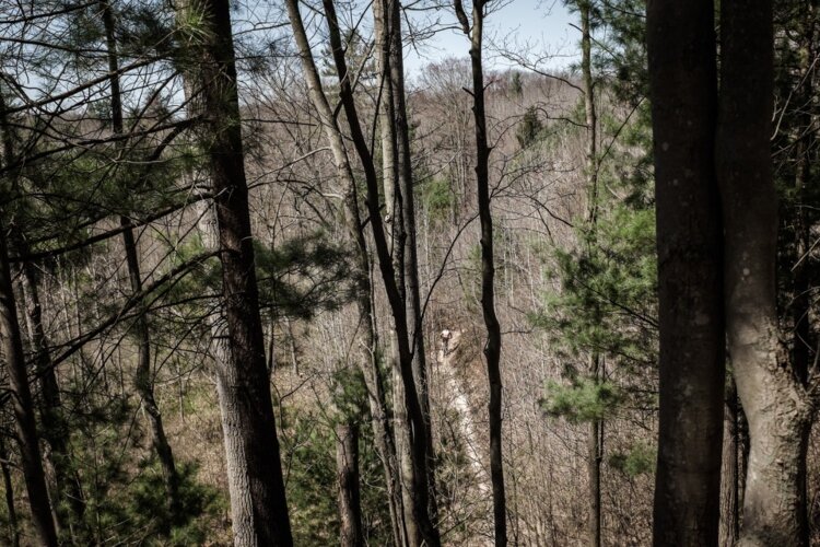 A cyclist rides part of the Mosquito trail, viewed for a seperate higher trail. Mosquito Trails consists of multiple trials linked together of various difficulties and elevations.