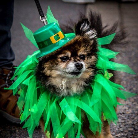Saugatuck's the Erin-Go-Bark St. Patrick's Day People + Pets Parade is back.