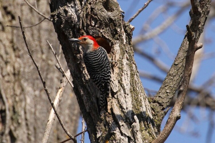 This photo of a red-bellied woodpecker was taken by Ottawa County Naturalist Curtis Dykstra