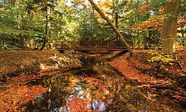 Looking to reconnect with nature this fall? Check out Sanctuary Woods, just minutes from downtown Holland in beautiful Allegan County.