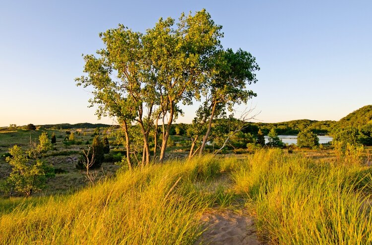 A summer day at Saugatuck Harbor Natural Area. (Todd Reed)