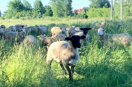 Sheep browse at Shady Side Farm in Olive Township. The Bronkemas raise grass-fed Polypay sheep for both meat and wool. (Ottawa County)