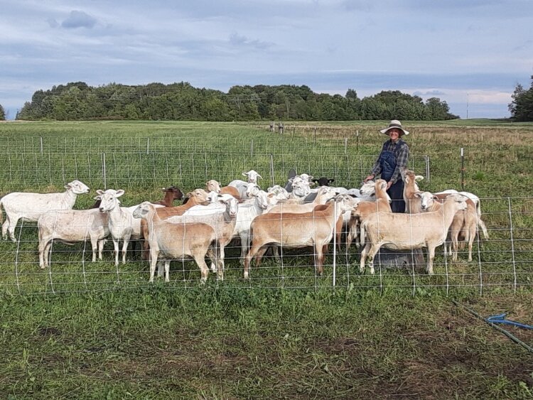 Julie Engel's sheep farm is certified by A Greener World.