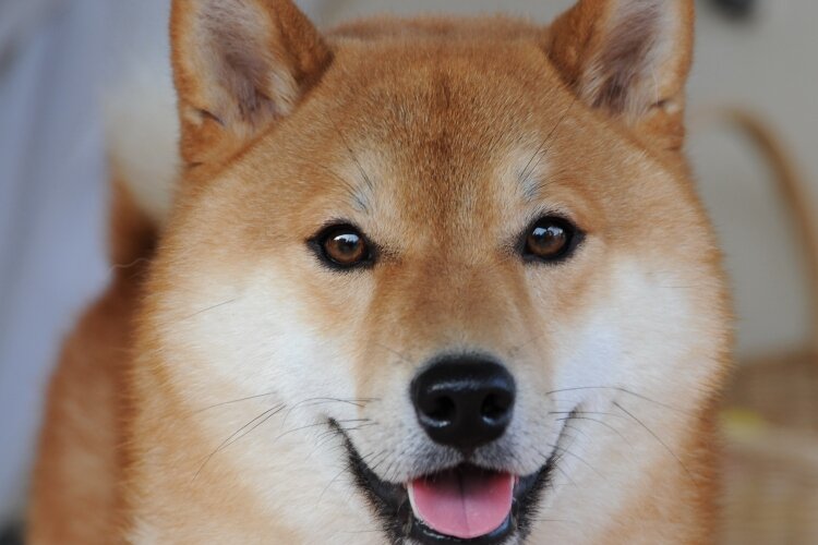 Shiba