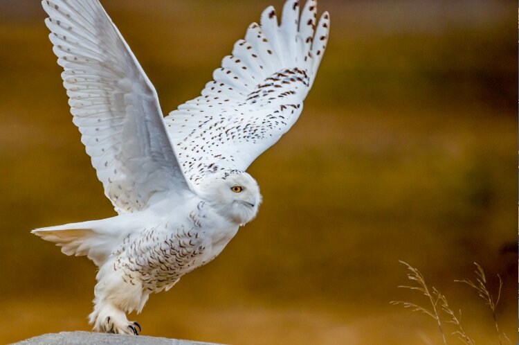 A snow owl lifts off in Saugatuck. (Todd Reed) 