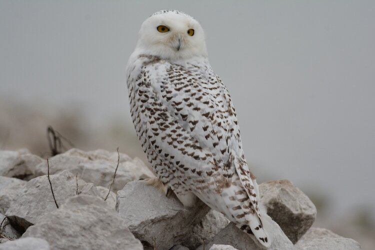 This photo of a Snowy Owl was taken by local photographer Susie Hughes.