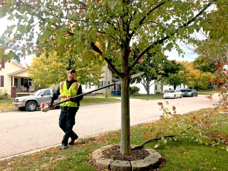 The Spring Lake Department of Public Works prepares trees for winter.