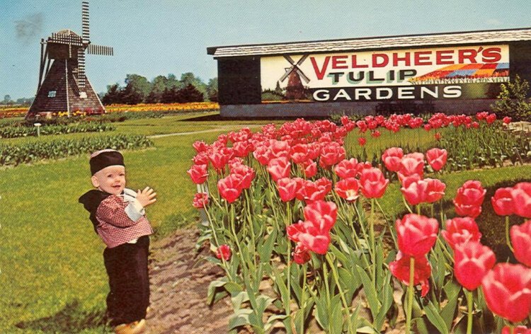 A vintage postcard shows a little boy in traditional Dutch costume at Veldheer's tulip farm north of Holland.
