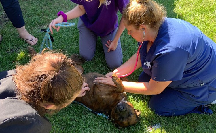 Harbor Humane Society has some programs such as low-cost vaccine clinics already in place to help low income families. It is expanding those offerings with a new role — the community outreach manager.