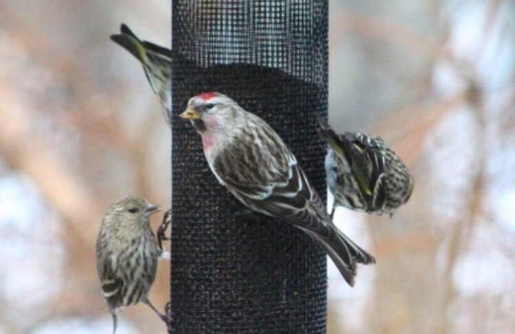 Enjoy the entertaining and informative Coffee with the Birds on Saturday, Feb. 17, at the Nature Center at Hemlock Crossing Park in West Olive. 