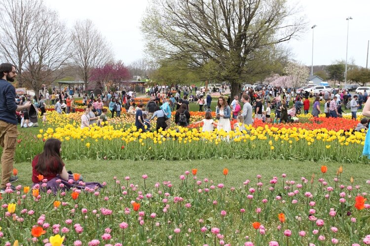 Visitors observe the tulips at Window on the Waterfront on May 8, the second day of the Tulip Time Festival.