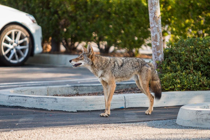 Coyote. Image via Flickr CC