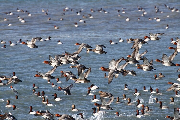 A large contingents of canvasback duck make themselves at home on Lake St. Clair.