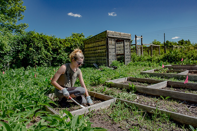 Community organic garden at the EIC. Photo by Doug Coombe.