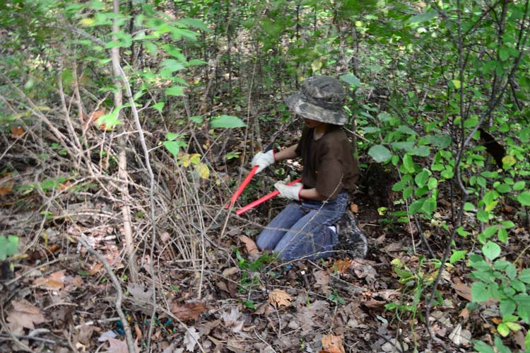 Volunteers treat invasive species at Warren State Park. Photo by Mark Wedel.