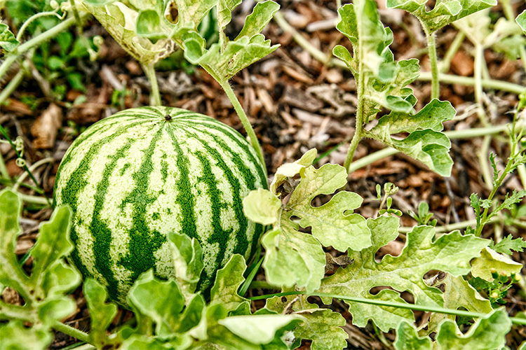 Eastpointe Community Garden. Photo by Doug Coombe.