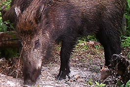 feral-swine-3-list.jpg