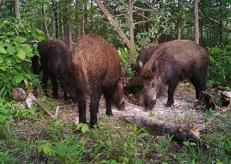 USDA bait site in Midland County, Summer 2014. Photo courtesy Dwayne Etter.