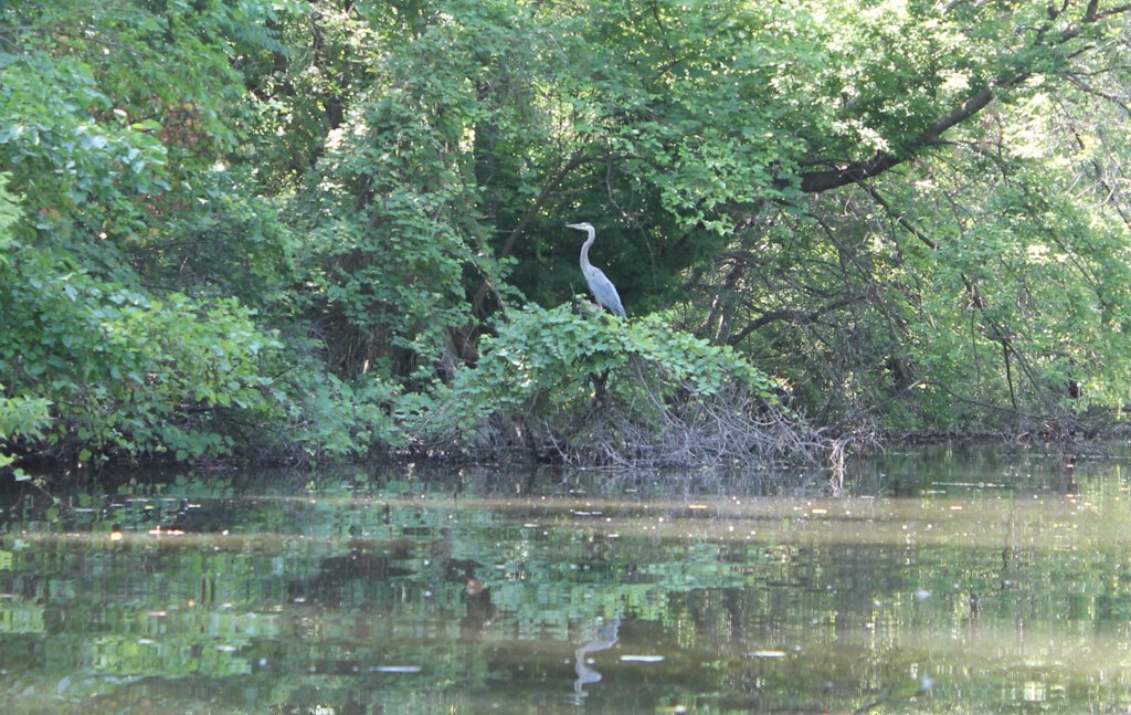 Ecorse Creek. Photo by Quentin Rodriguez