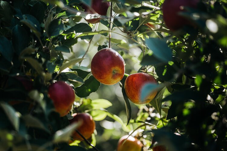 There are over 40 varieties of apples to be found on Blake Farms.