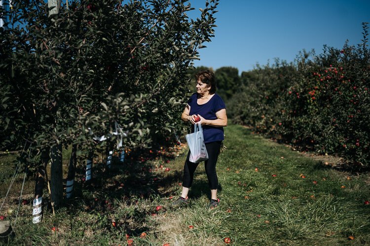 A visitor to Blake's Orchard out picking apples.