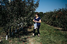 A visitor to Blake's Orchard out picking apples.